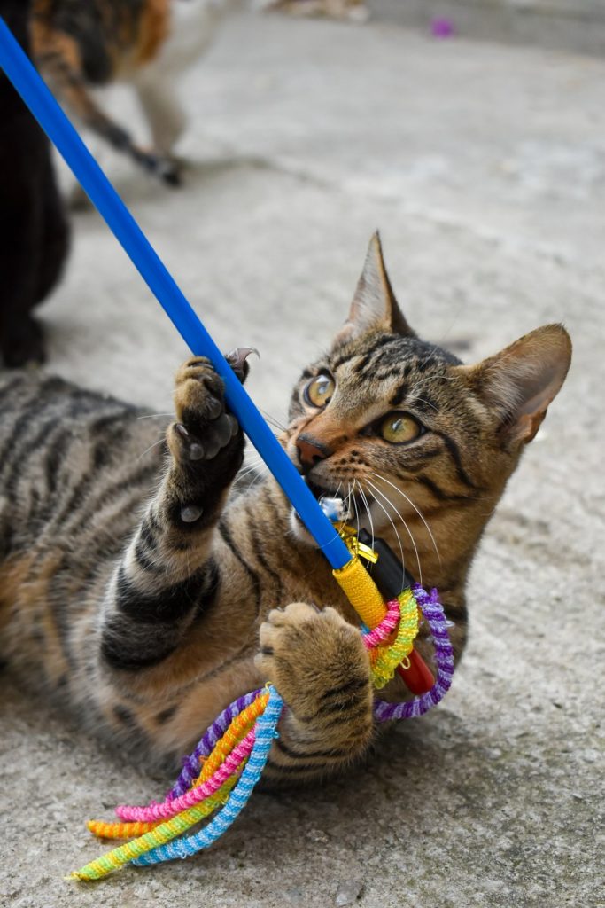 This handsome boy looking for a home! Contact us in instagram @cats_of_tivat