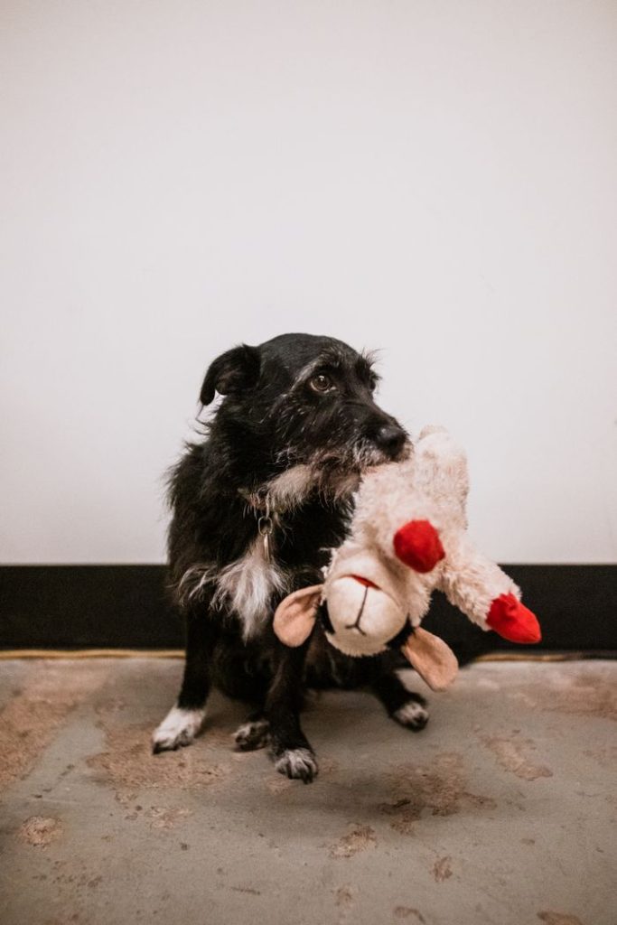 Cute black dog holding a plush toy inside, perfect pet moment captured.