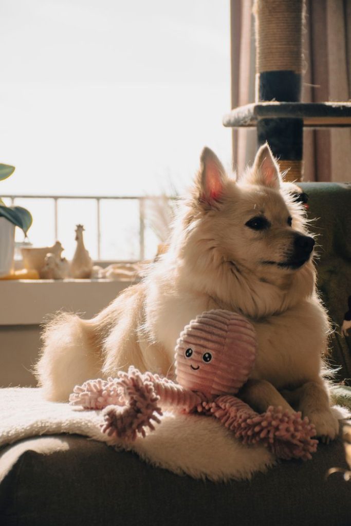 A charming spitz dog relaxing with a plush toy in warm sunlight.