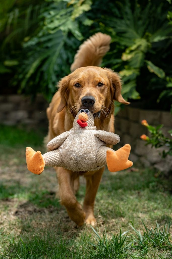 Golden retriever with her toy chicken