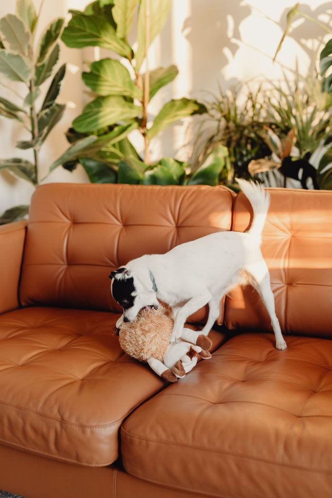 A playful dog enjoying its toy on a stylish leather sofa surrounded by indoor plants.