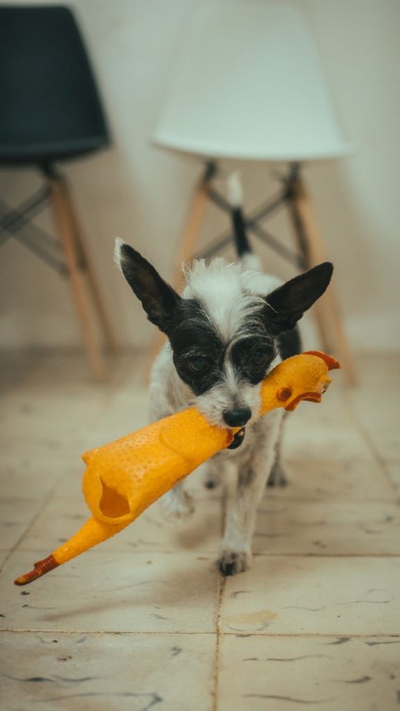 Small dog enthusiastically holding a squeaky toy in a modern indoor space with stylish chairs.